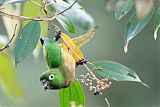 Olive-throated Parakeetborder=